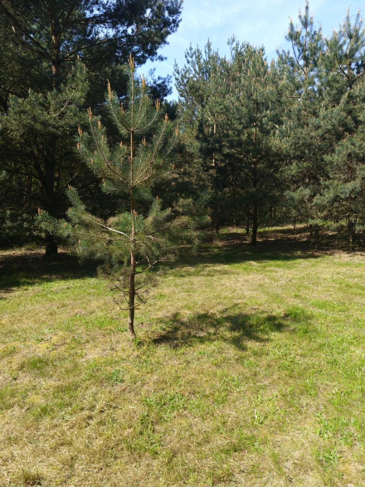 Swietna Chatka Swietne Buitenkant foto